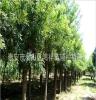 面向全国 供应优质的泰安绿化乔木国槐