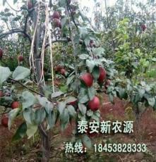 泰安新农源 2-8公分苹果苗价格
