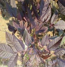 烟台彩叶树美国红枫、欧洲红栎、北美秋紫蜡