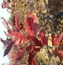 威海欧洲红栎、美国红枫、北美秋紫蜡