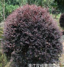 園林植物 專業批發喬木產品 紅寂寞樹苗 廠家直銷植物 樹苗