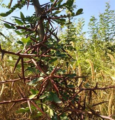 皂角树苗 皂角树基地 北栾 北栾价格 新安县茂恒种植专业合作社