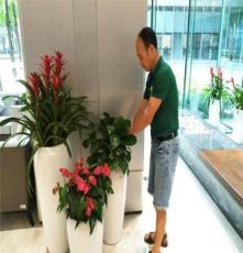 室内绿植花卉租赁-深圳办公室绿化，租绿植找惜花花卉