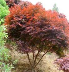 绿化乔木3--15cm 红枫实生苗全冠
