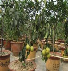 盆栽梨苗 农民技师研制的栽在盆里的果树 欢迎来考察