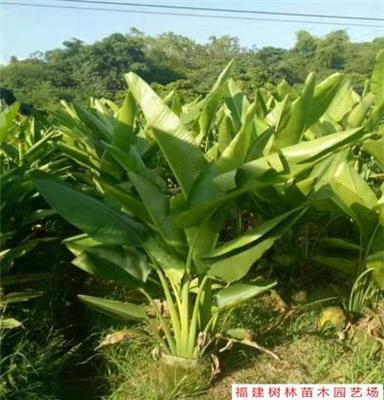 福建 漳州 旅人蕉 天堂鸟 树 全冠移植 假植苗 树形优美 冠幅饱满