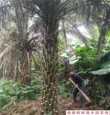 福建 漳州 银海枣 中东海枣 全冠移植 假植苗 树形优美 冠幅饱满