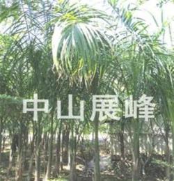 大王椰(大黃椰) 優質綠化棕櫚植物