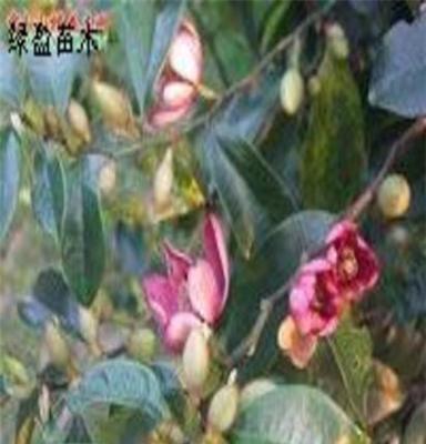 福建漳州红花含笑床苗价格供应 绿化苗木 乔木