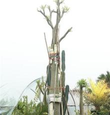 供应 非洲霸王树 马达加斯加棕榈树 大型的园林沙漠植物