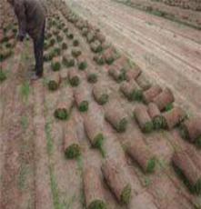 沧州草坪优质草皮冷季节草种专业种植绿化施工最新草皮价格