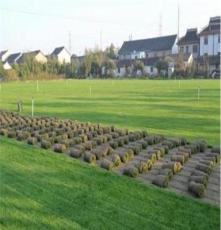河南草坪，郑州草坪卷，冷季节草皮最新价格高羊茅草种优质早熟禾