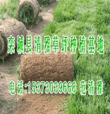 清雅草业 出售早熟禾草坪,绿化草坪,草籽,草皮