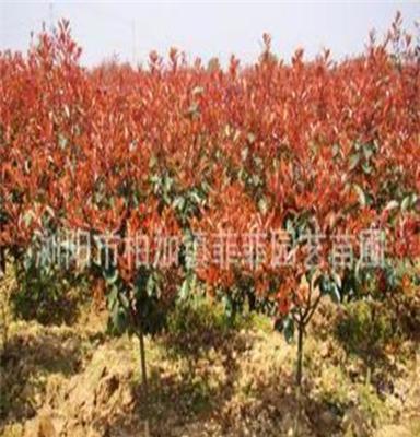 苗木基地大量批发供应优质绿化灌木红叶石楠