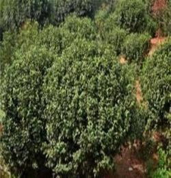 绿化灌木山茶花