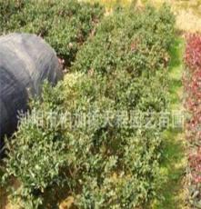 特价批发供应大量优质常绿性灌木茶梅