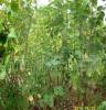 万达苗圃供应大量蓬径80-120cm紫荆 常绿性灌木