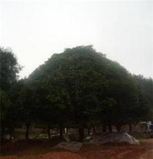 大量批发供应优质胸径15cm八月桂 常绿性乔木