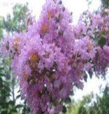 紫薇苗木，红枫苗木，桂花苗木，樱花苗木，棕榈苗木