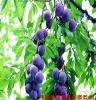 蓝莓苗 果树苗 南方北方种植 蓝莓树苗盆栽地栽 多品种