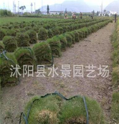 供應馬尼拉草坪 馬尼拉草皮