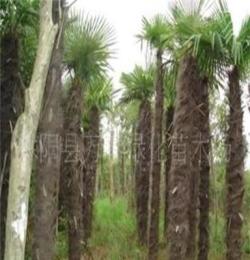 常年销售 北方耐寒棕榈 及耐寒棕榈种子 耐寒棕树规格10-25公分