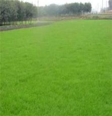 销售 优质 马尼拉 草皮 耐盐碱 病虫害少 固土护坡专用草坪