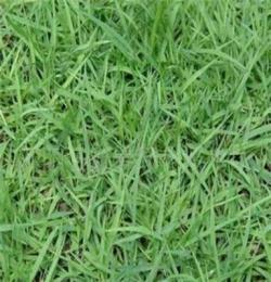 供应各类绿化草坪 草种 四季青草皮 高尔夫草坪 质优价廉