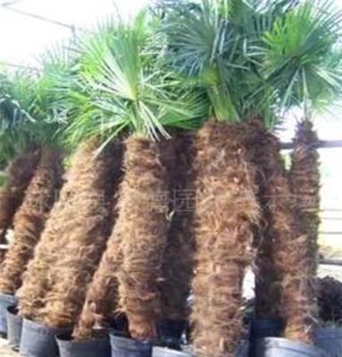 绿化苗木--棕榈植物棕榈、侧柏、七叶树、鸡瓜槭