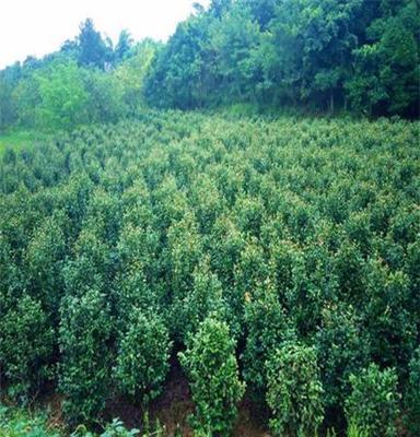 供应1-3公分茶花/山茶/价格/四川/泸州茶花基地