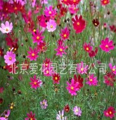 波斯菊 一年生花卉 一年生草花 绿化苗木 地被 基地苗圃