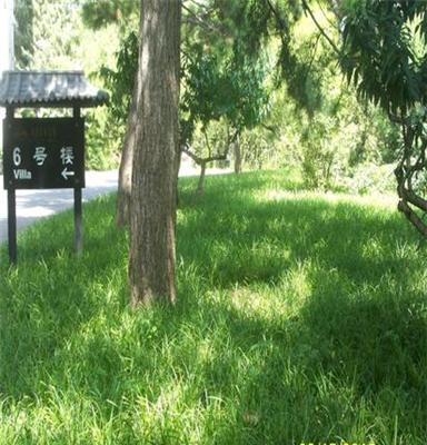 批发供应 庭院专用 草皮草坪 地毯 践踏型四季常青 庭院绿化