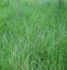 供应 优质草坪 各种观赏草坪 园林公园草皮