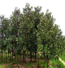 供应绿化乔木、米径14公分广玉兰