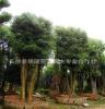 绿化苗木工程乔木——多头香樟树