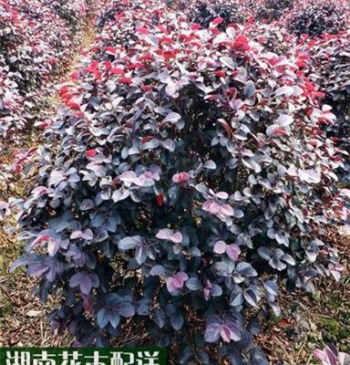 供应湖南苗木 红花桎木球形常绿小灌木 苗圃长期批发绿化工程