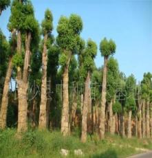 供应绿化工程专用乔木大树移栽香樟，胸径35公分，树形美观。
