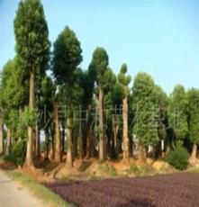 供应绿化工程专用乔木大树移栽香樟胸径40公分树形美观价格优惠