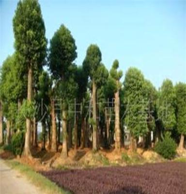 供应绿化工程专用乔木大树移栽香樟胸径40公分树形美观价格优惠