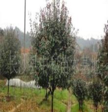 批发供应绿化苗木乔木红叶石楠胸径2--6公分，高150公分--400