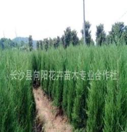 灌木-优质塔柏 蜀侩 高度50-80-厘米（公分）塔柏