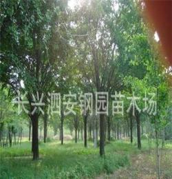 常年供应移栽全冠绿化苗木（乔木）10-60公分银杏