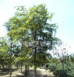 大量供应绿化灌木 栾树 优质栾树（图）