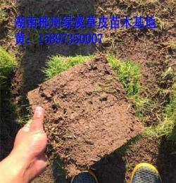 直銷貴州六盤水草坪 安順馬尼拉草坪 銅仁綠化草皮批發(fā)