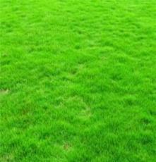 孝感 马尼拉草坪 绿化苗木 草皮