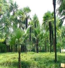 大量供应棕榈 各种规格的棕榈