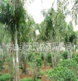 大量供应4-5条杆丛生移栽狐尾椰子、高度4.0-4.5米