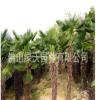大量供应优质棕榈树-野生耐寒棕树、净杆高2米胸径粗17-20cm