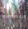 批发供应头径30-35公分棕榈树、杆高2.5-3.5米优质假植蒲葵树
