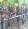 大量供应棕榈树、头径28-33公分脱杆1.8米优质假植蒲葵、移栽蒲葵